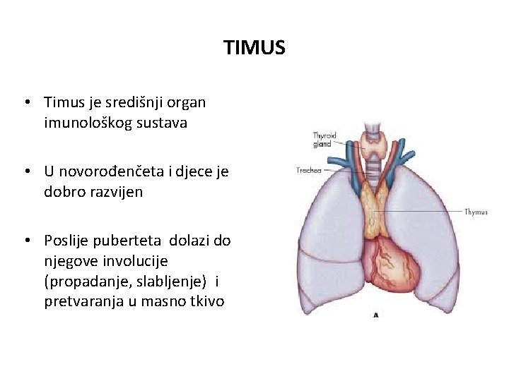 TIMUS • Timus je središnji organ imunološkog sustava • U novorođenčeta i djece je