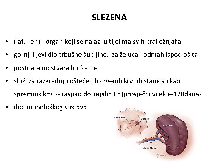 SLEZENA • (lat. lien) - organ koji se nalazi u tijelima svih kralježnjaka •