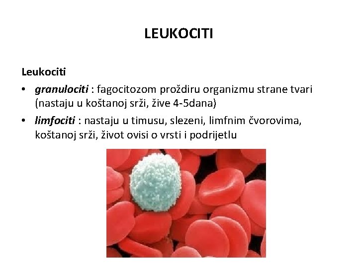 LEUKOCITI Leukociti • granulociti : fagocitozom proždiru organizmu strane tvari (nastaju u koštanoj srži,