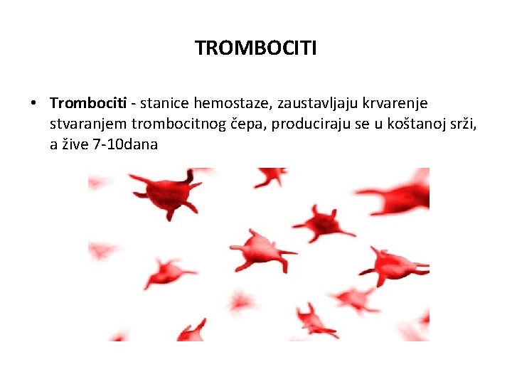TROMBOCITI • Trombociti - stanice hemostaze, zaustavljaju krvarenje stvaranjem trombocitnog čepa, produciraju se u