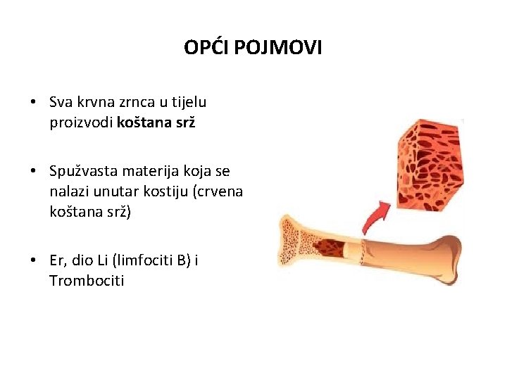 OPĆI POJMOVI • Sva krvna zrnca u tijelu proizvodi koštana srž • Spužvasta materija