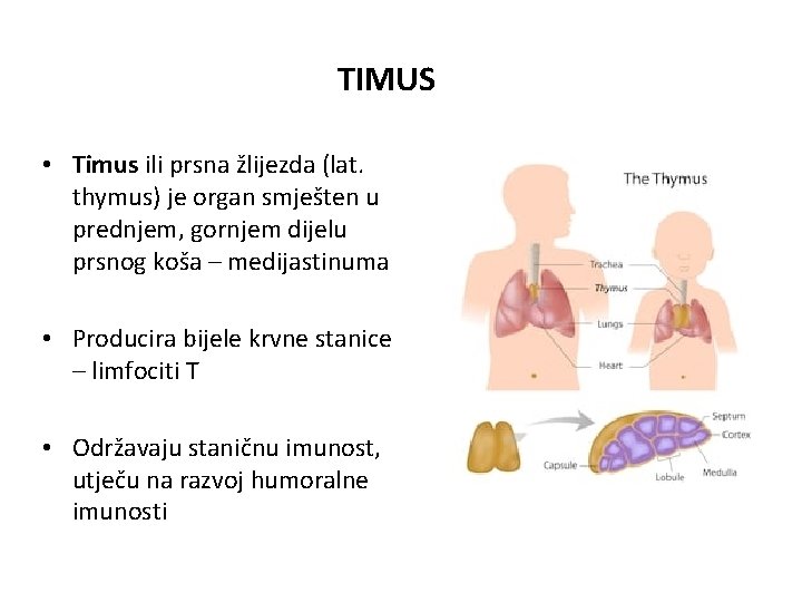 TIMUS • Timus ili prsna žlijezda (lat. thymus) je organ smješten u prednjem, gornjem