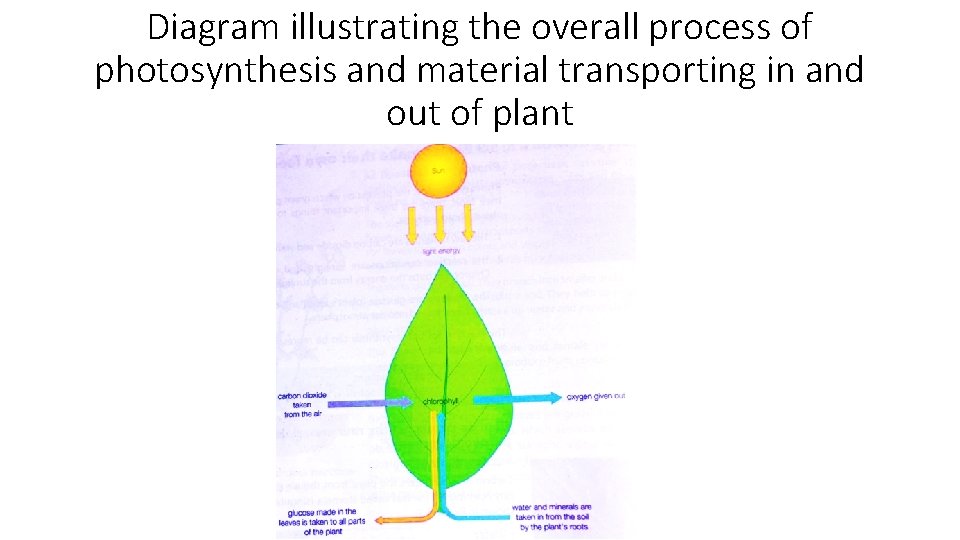Diagram illustrating the overall process of photosynthesis and material transporting in and out of