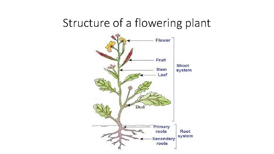 Structure of a flowering plant 