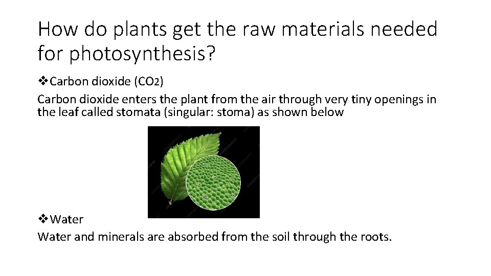 Plant Reproduction Integrated Science Grades 7172 B Mrs
