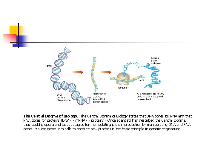 The Central Dogma of Biology states that DNA codes for RNA and that RNA