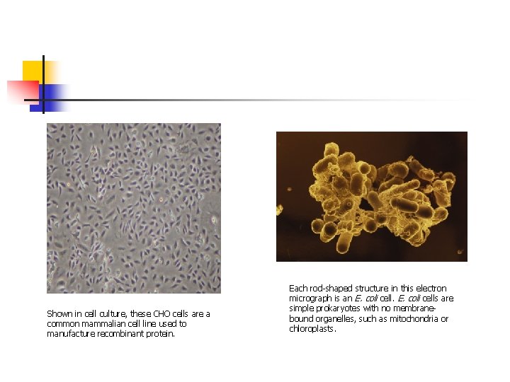 Shown in cell culture, these CHO cells are a common mammalian cell line used