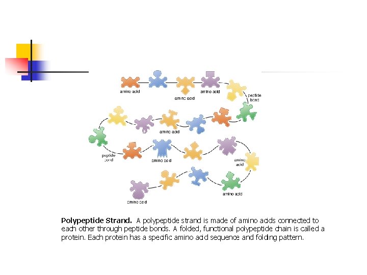 Polypeptide Strand. A polypeptide strand is made of amino acids connected to each other