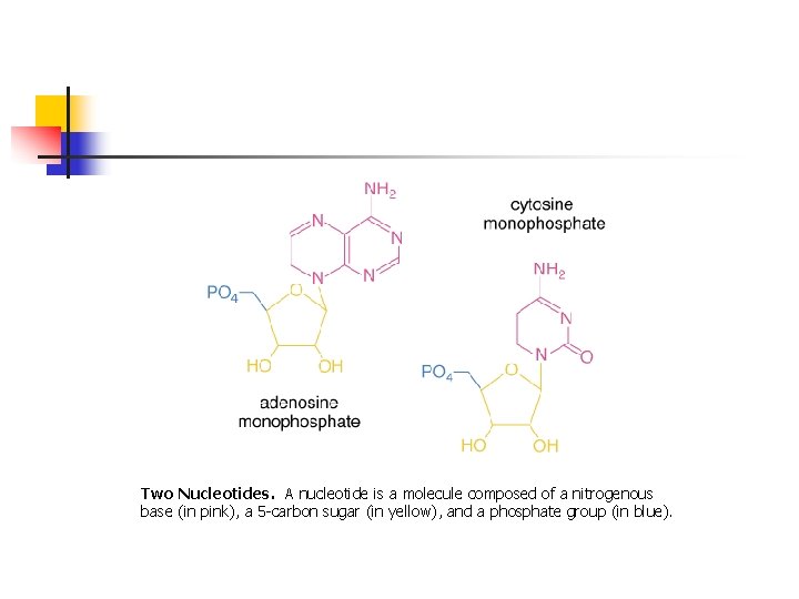 Two Nucleotides. A nucleotide is a molecule composed of a nitrogenous base (in pink),