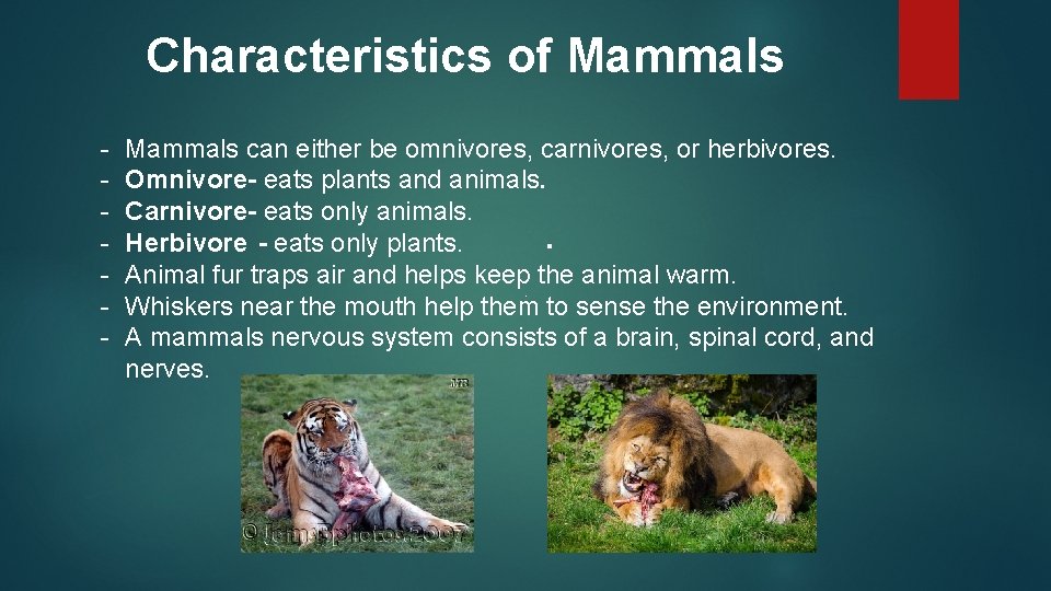 Characteristics of Mammals - Mammals can either be omnivores, carnivores, or herbivores. Omnivore- eats