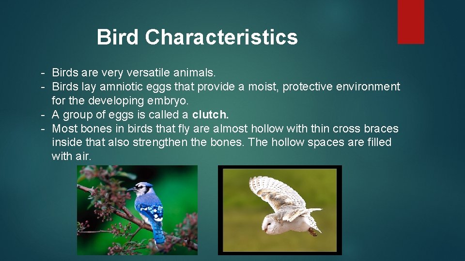 Bird Characteristics - Birds are very versatile animals. - Birds lay amniotic eggs that