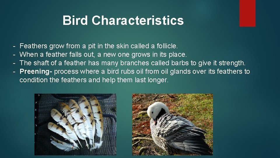 Bird Characteristics - Feathers grow from a pit in the skin called a follicle.