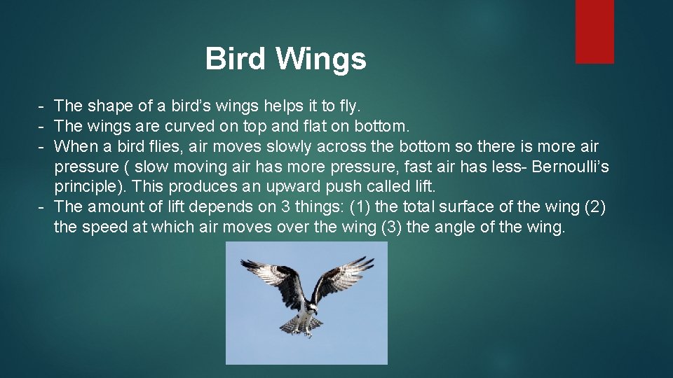 Bird Wings - The shape of a bird’s wings helps it to fly. -