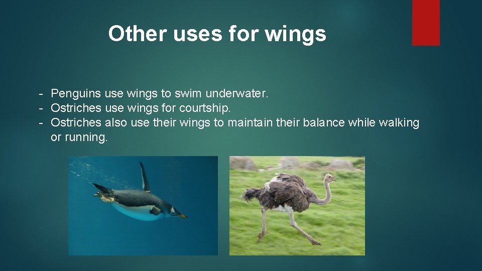 Other uses for wings - Penguins use wings to swim underwater. - Ostriches use