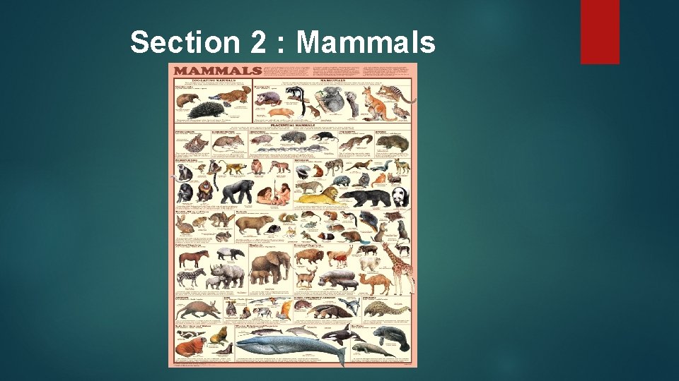 Section 2 : Mammals 