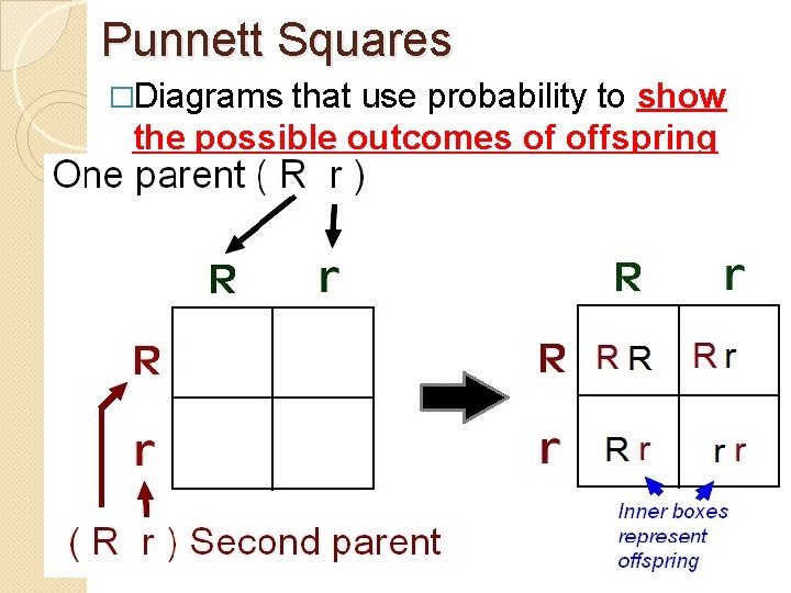 Punnett Squares �Diagrams that use probability to show the possible outcomes of offspring 