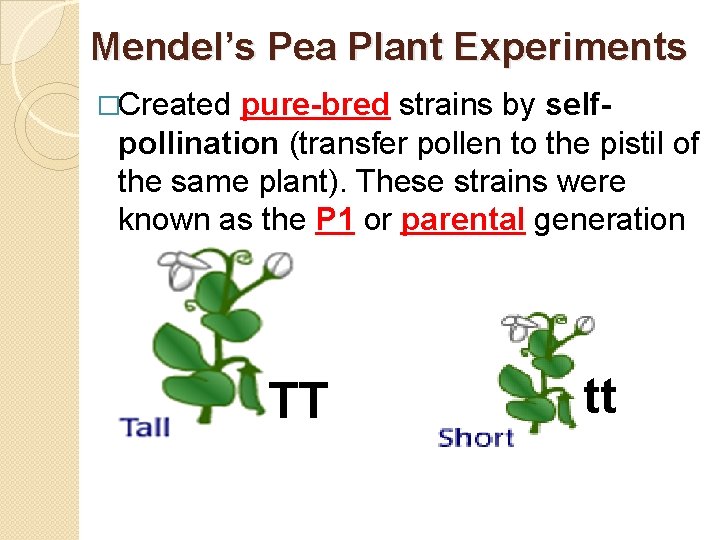 Mendel’s Pea Plant Experiments �Created pure-bred strains by selfpollination (transfer pollen to the pistil