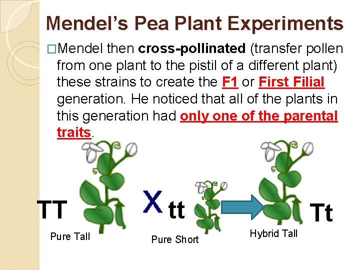 Mendel’s Pea Plant Experiments �Mendel then cross-pollinated (transfer pollen from one plant to the