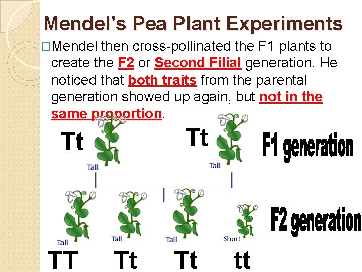 Mendel’s Pea Plant Experiments �Mendel then cross-pollinated the F 1 plants to create the