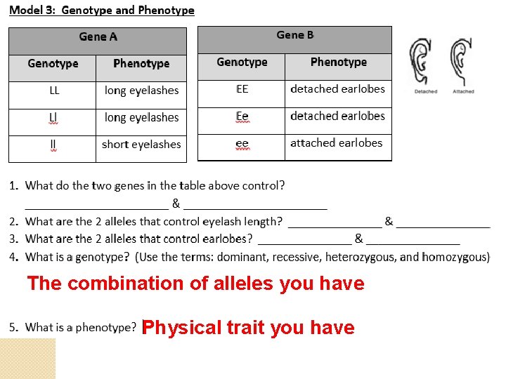 The combination of alleles you have Physical trait you have 