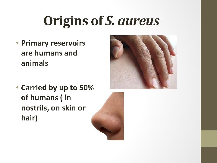 Origins of S. aureus • Primary reservoirs are humans and animals • Carried by