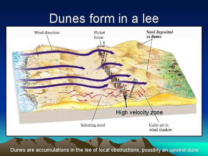 Dunes form in a lee High velocity zone Dunes are accumulations in the lee