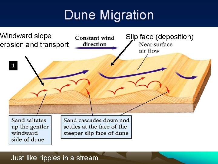 Dune Migration Windward slope erosion and transport Just like ripples in a stream Slip