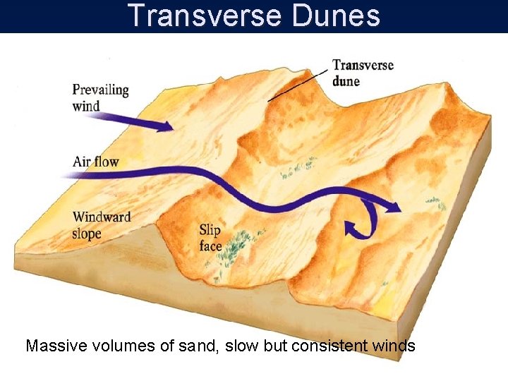 Transverse Dunes Massive volumes of sand, slow but consistent winds 