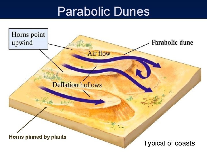 Parabolic Dunes Horns pinned by plants Typical of coasts 
