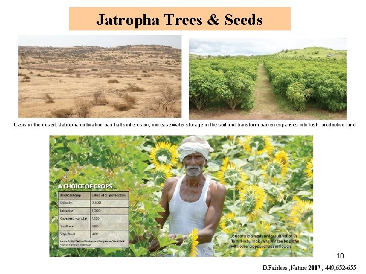 Jatropha Trees & Seeds Oasis in the desert: Jatropha cultivation can halt soil erosion,