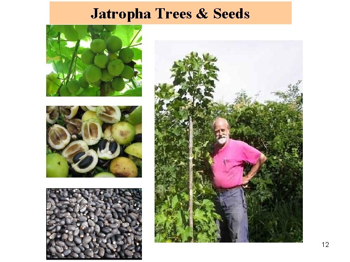 Jatropha Trees & Seeds 12 