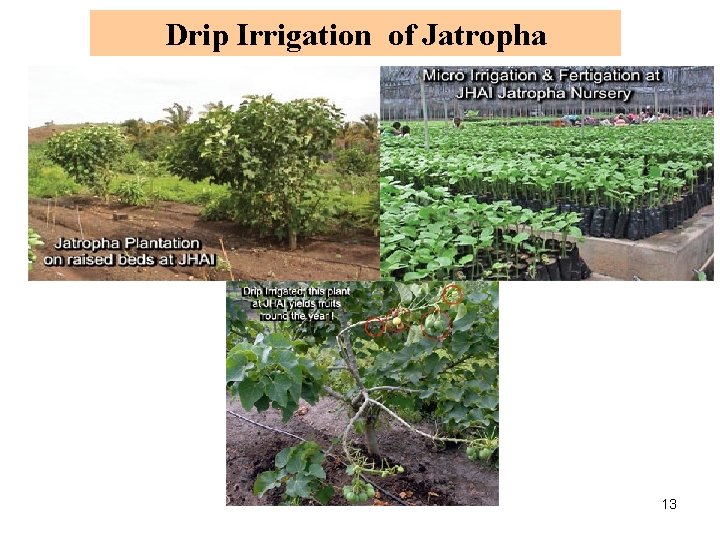 Drip Irrigation of Jatropha 13 