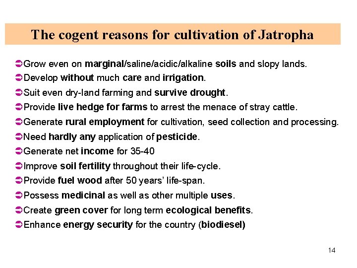 The cogent reasons for cultivation of Jatropha ÜGrow even on marginal/saline/acidic/alkaline soils and slopy