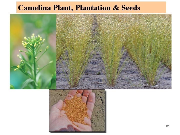 Camelina Plant, Plantation & Seeds 15 