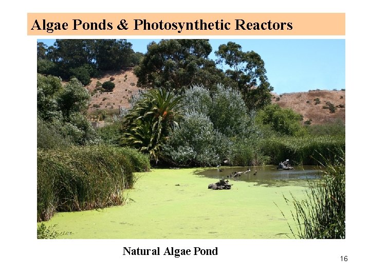 Algae Ponds & Photosynthetic Reactors Natural Algae Pond 16 