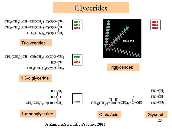 Glycerides C 18: 1 C 16: 0 C 18: 0 Triglycerides C 18: 1