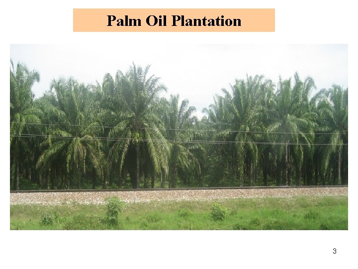 Palm Oil Plantation 3 