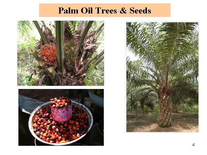 Palm Oil Trees & Seeds 4 