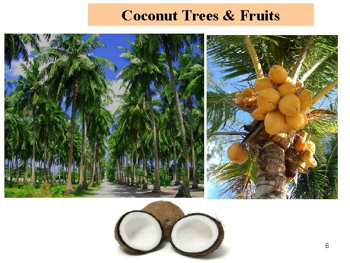 Coconut Trees & Fruits 6 