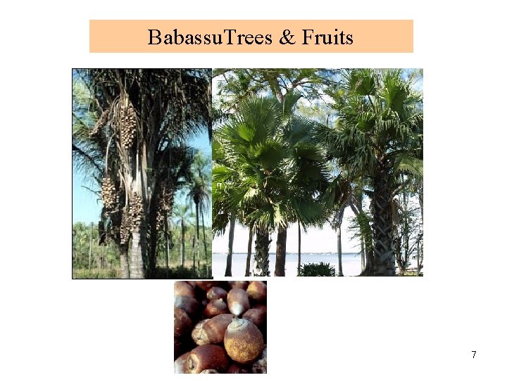 Babassu. Trees & Fruits 7 