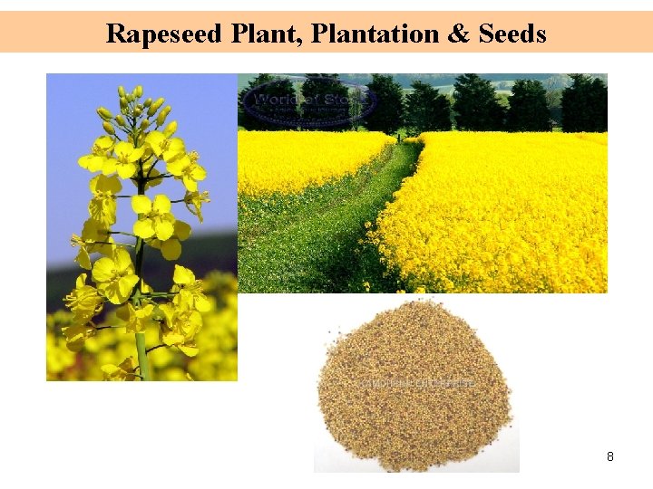 Rapeseed Plant, Plantation & Seeds 8 
