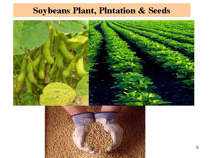 Soybeans Plant, Plntation & Seeds 9 