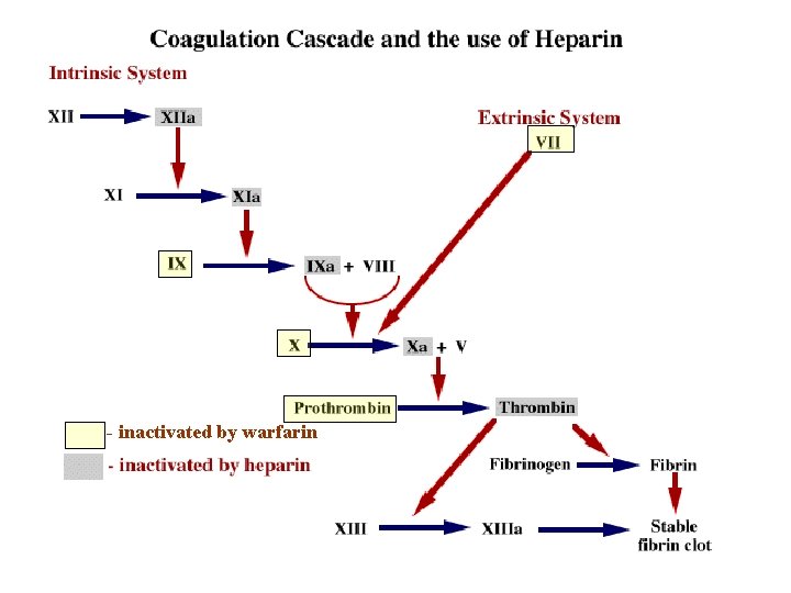 - inactivated by warfarin 