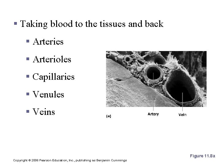 Blood Vessels: The Vascular System § Taking blood to the tissues and back §