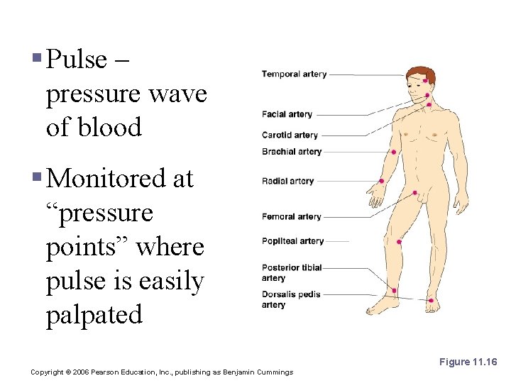 Pulse § Pulse – pressure wave of blood § Monitored at “pressure points” where
