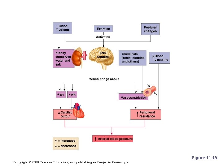 Factors Determining Blood Pressure Figure 11. 19 Copyright © 2006 Pearson Education, Inc. ,