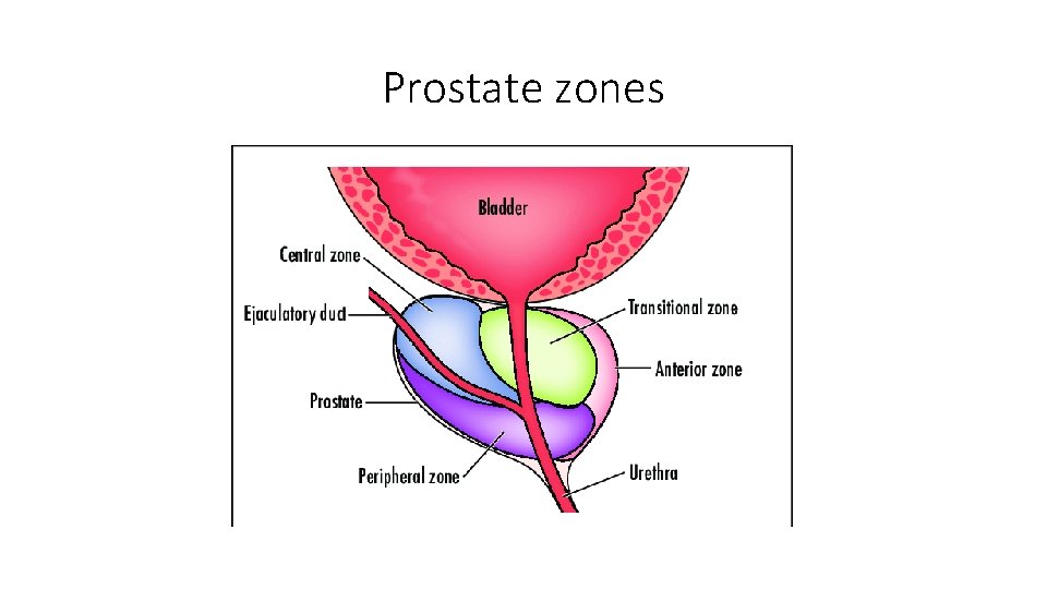 Prostate zones 
