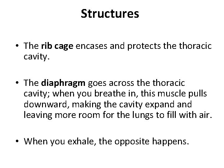 Structures • The rib cage encases and protects the thoracic cavity. • The diaphragm Structures • The rib cage encases and protects the thoracic cavity. • The diaphragm