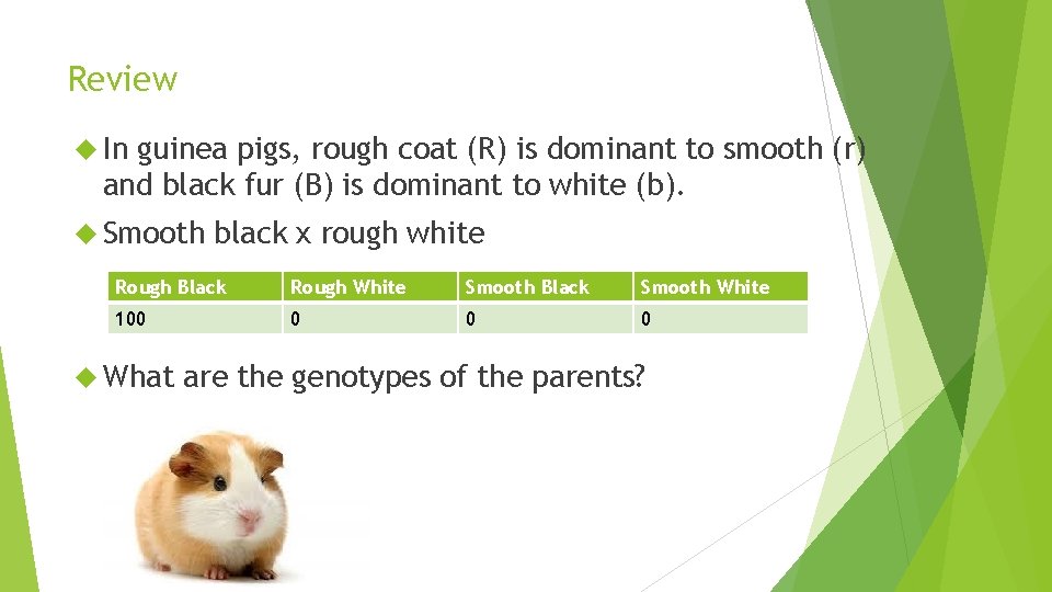 Review In guinea pigs, rough coat (R) is dominant to smooth (r) and black