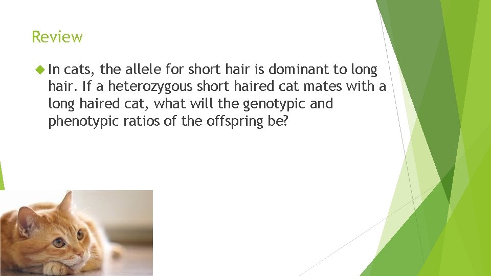 Review In cats, the allele for short hair is dominant to long hair. If